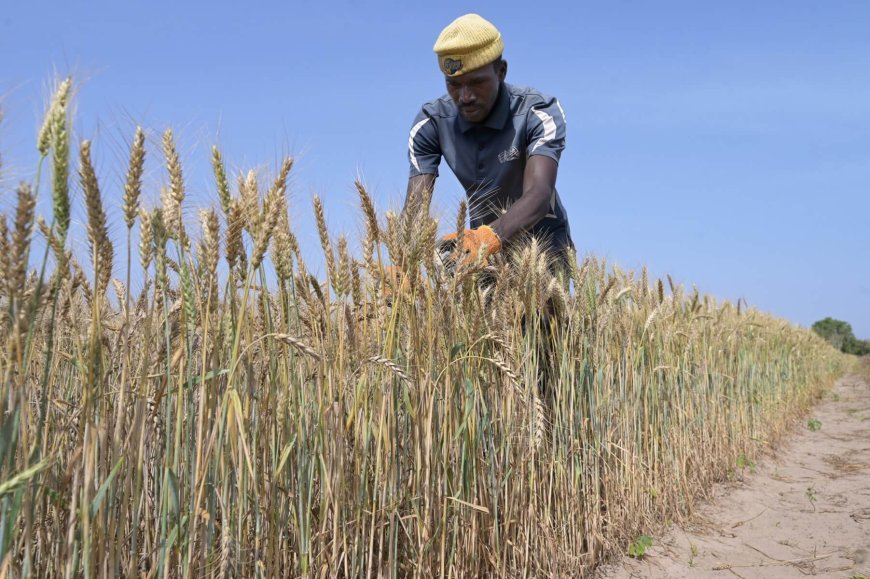 Senegal harvests first experimental homegrown wheat