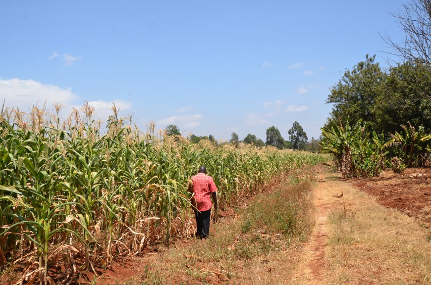 NGO asks State to rethink on plans to lease Zambian farms for maize production