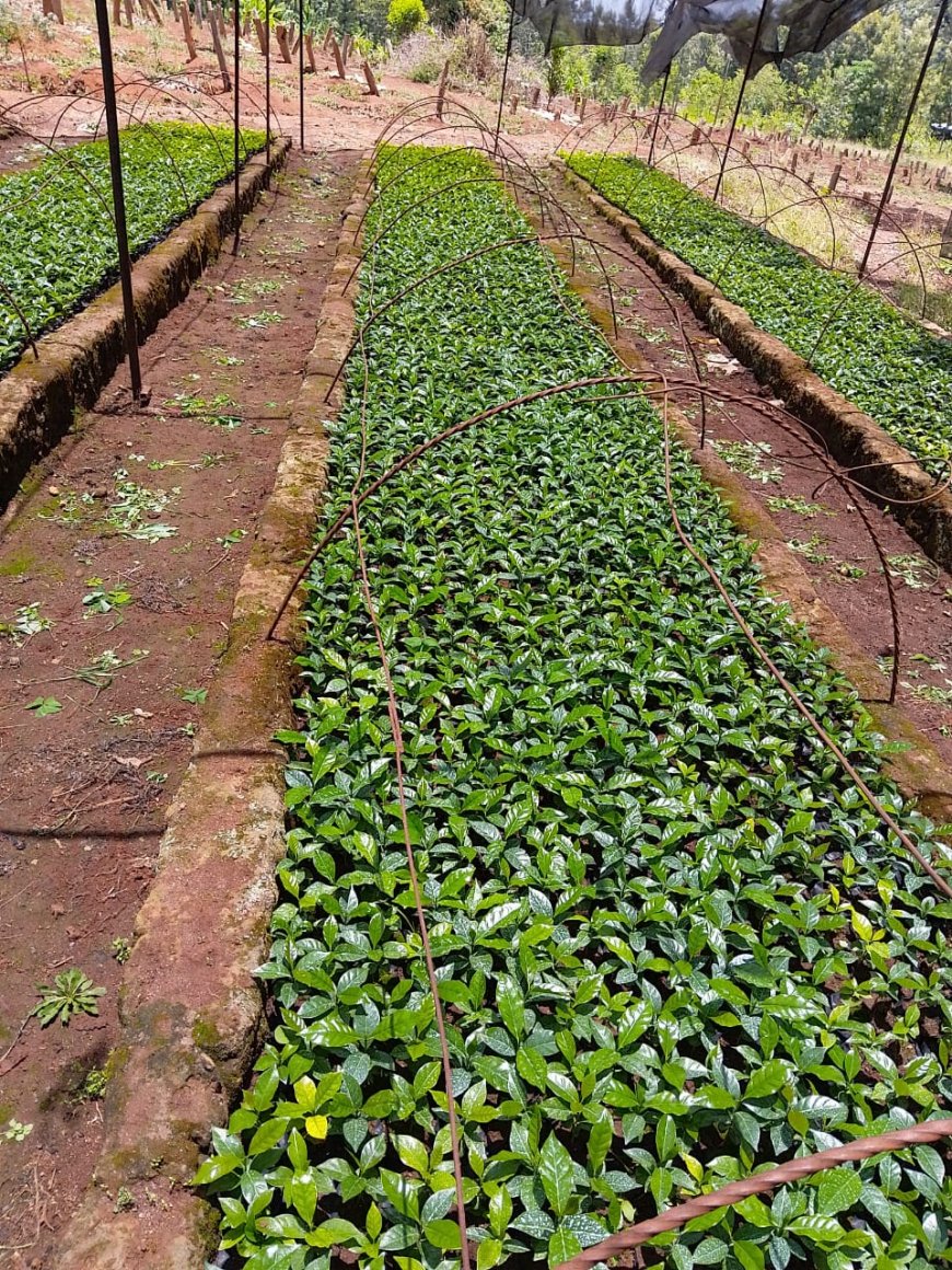 Coffee Union target to distribute 1 million coffee seedlings