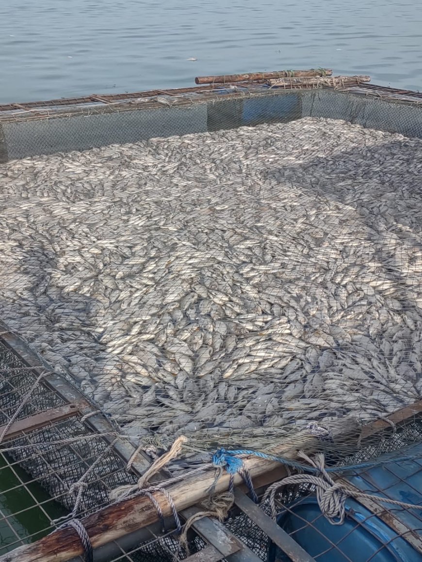 Oxygen deficiency blamed for massive fish kills in Lake Victoria