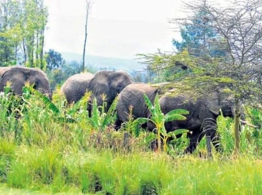 Marauding jumbos invade farms