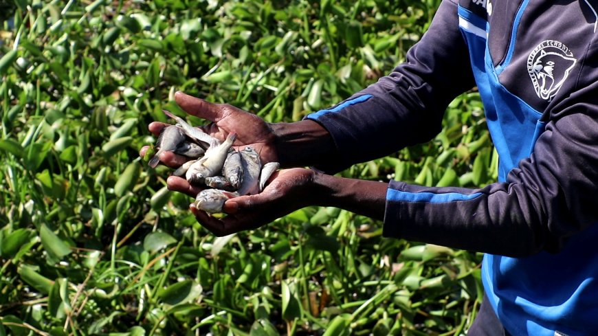 Fishermen Concerned over Sudden Death of Fish in Lake Victoria