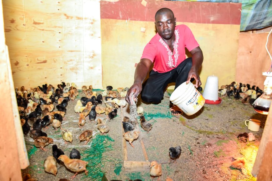 Kirinyaga farmers reap big from egg hatchery business