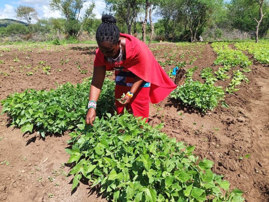 Kajiado residents embracing farming