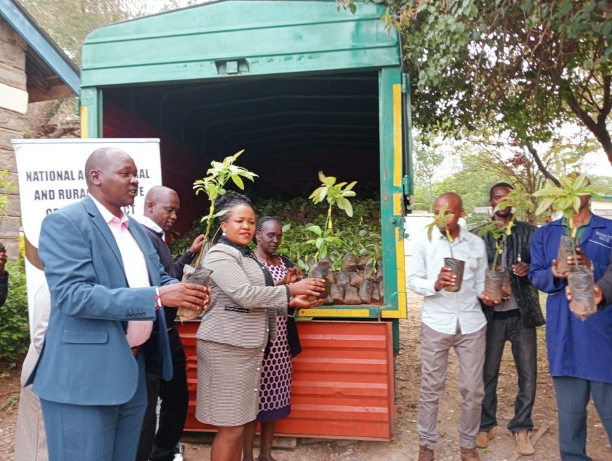 Farmers get Certified Avocado Seedlings from NARIGP