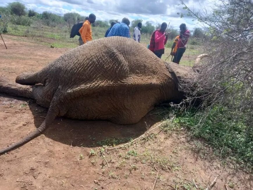 Grazing boy killed by elephant