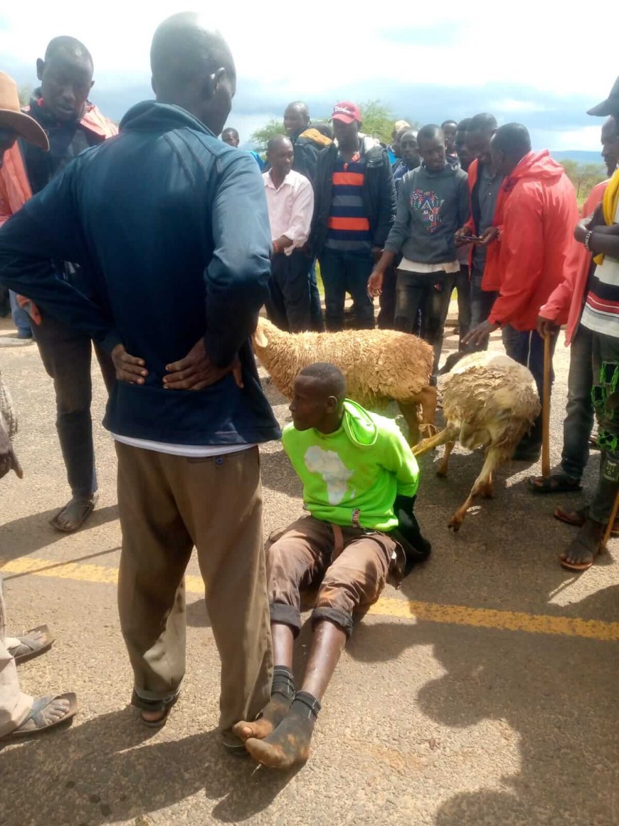 Police Imposter Apprehended with Stolen Sheep