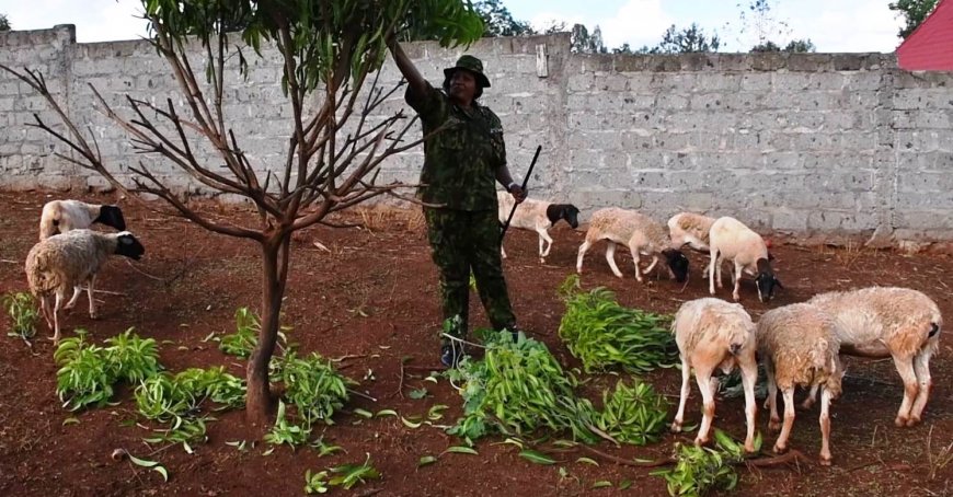 Sheep stolen from Uhuru's Northland's farm found in Juja