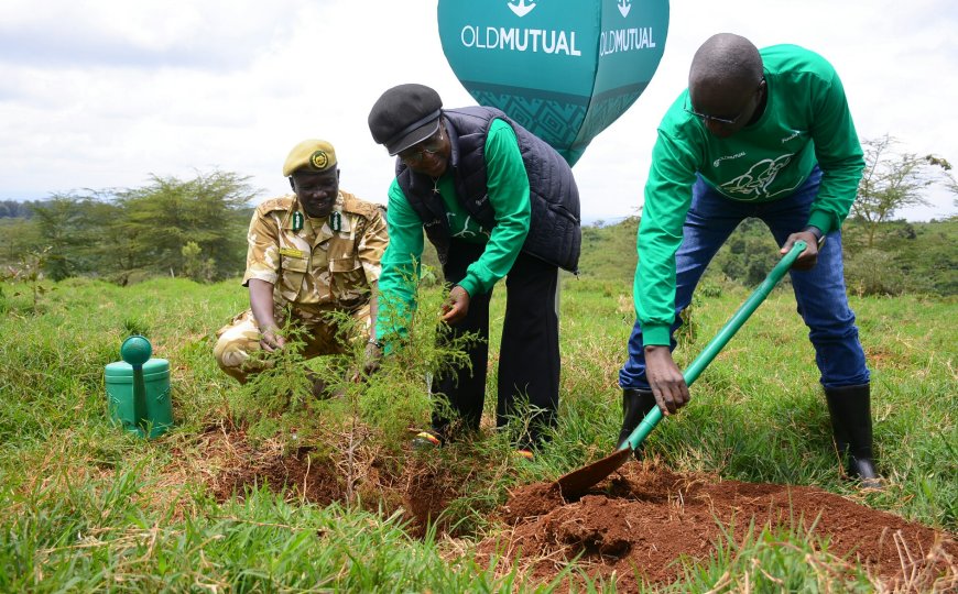 Old Mutual to plant 3 million trees by 2033