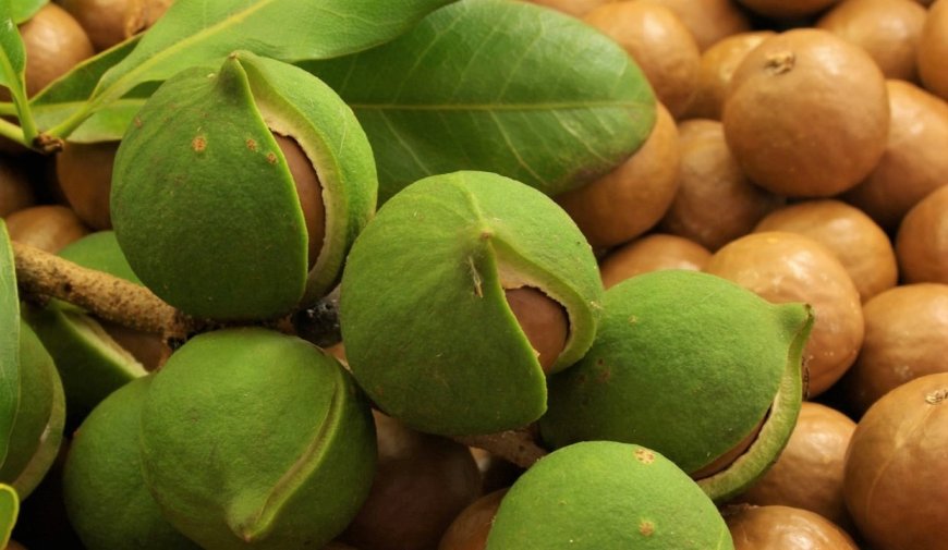 Government Promises Macadamia Farmers Better Prices