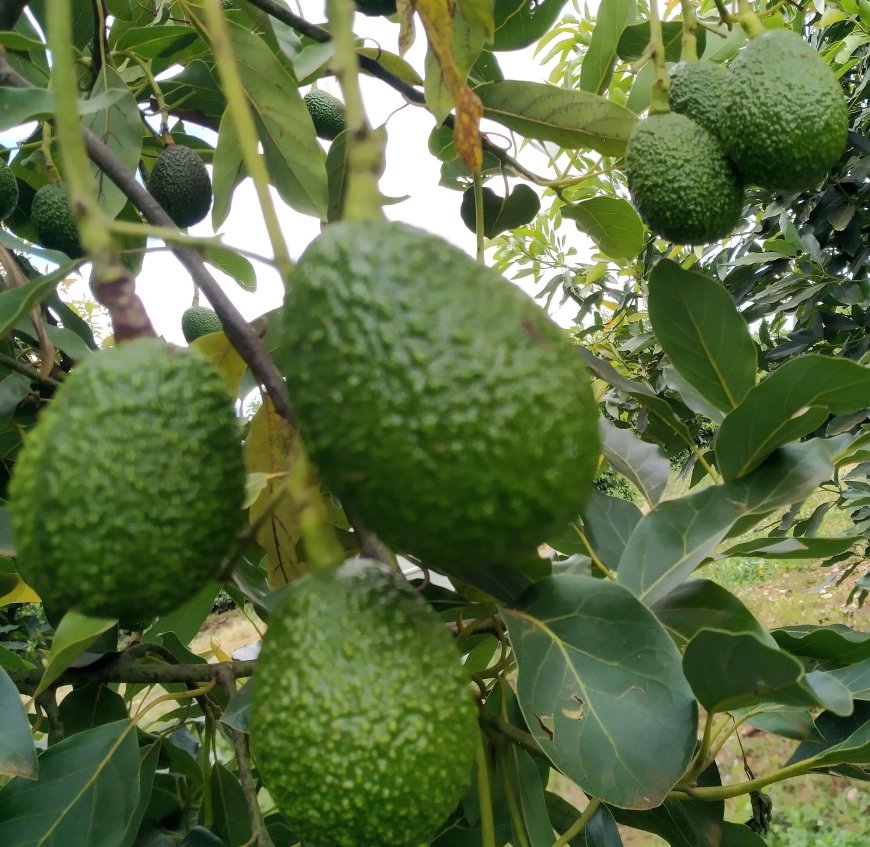 Kenya launches GAP guides for avocado, beans and peas