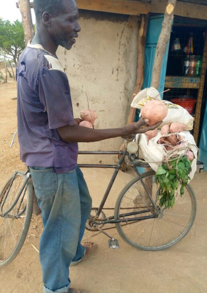 Sweet potato farming changes fortunes for a Turkana farmer