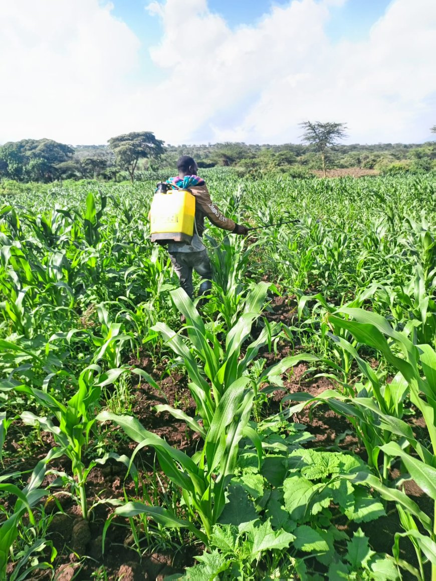 Farmers in Narok optimistic of a bumper harvest