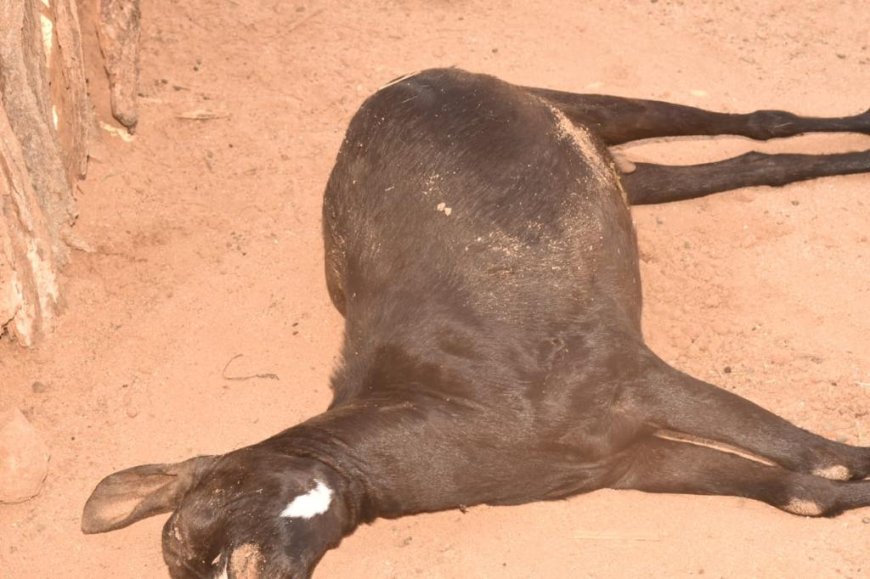 A total of 90 sheep and goats die in Turkana South