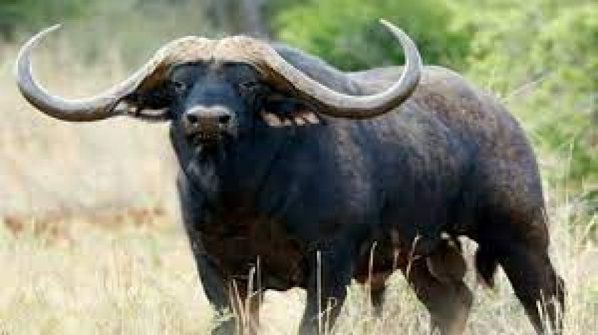 Buffalo causes a scare in Masalani town