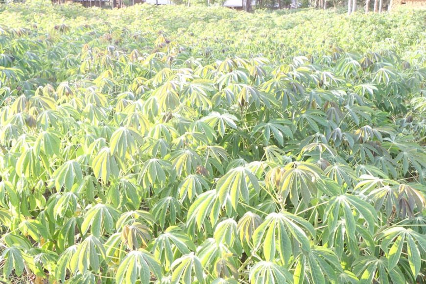 Adopt cassava to save on millions used on importing wheat flour