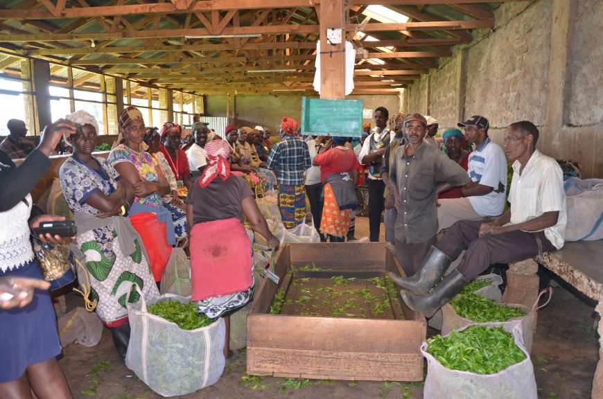 Tea Board of Kenya calls for vigilance at tea buying centres