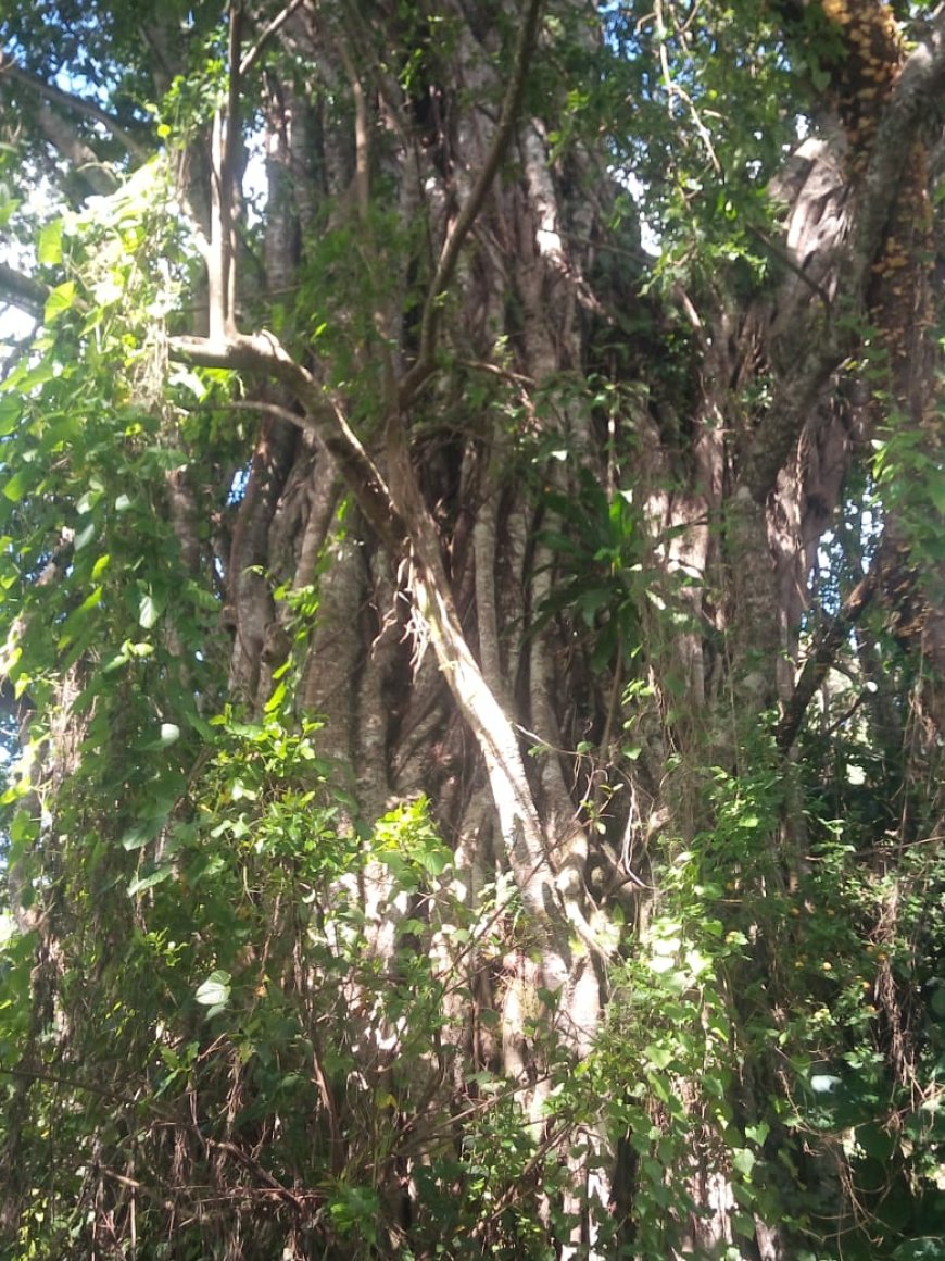 Old Mugumo Tree stands as a symbol of Resilience and Cultural Significance in Meru Community