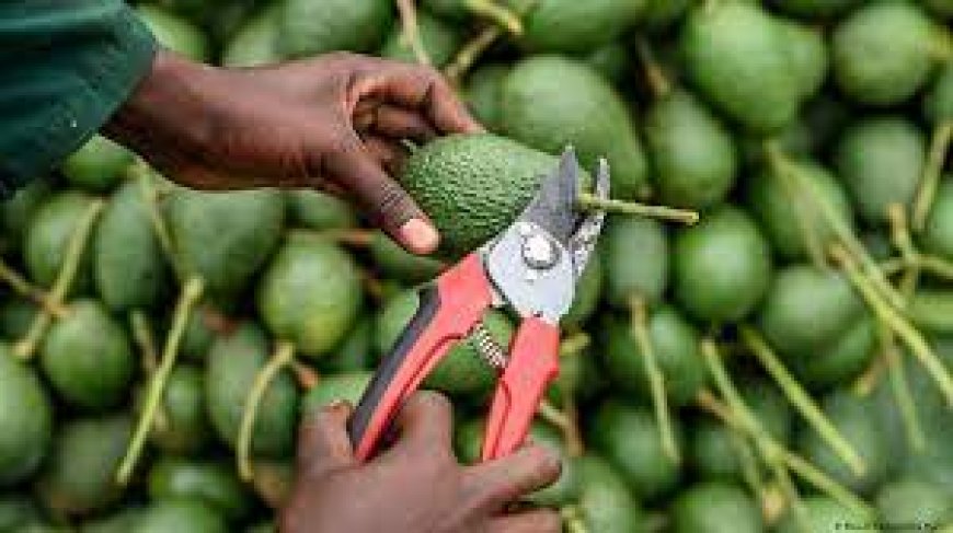 Changing health and economic concerns push tobacco farmers to avocado growing