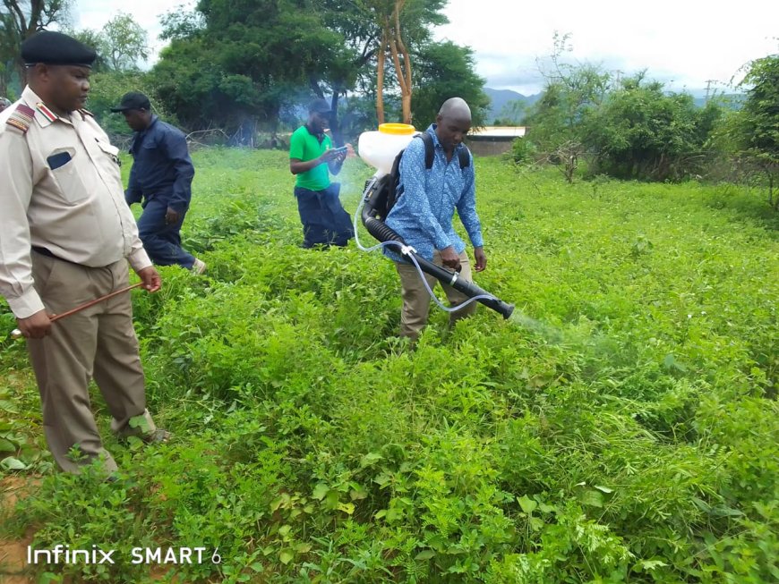 Government provides farmers with insecticides to avert crop destruction