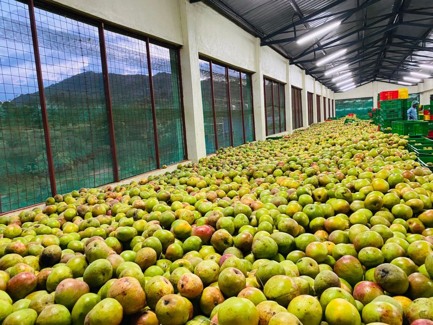 Kenyan Mangoes found fit to be sold in the European Union market