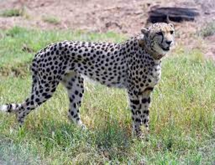 Cheetahs maul goats in Kajiado