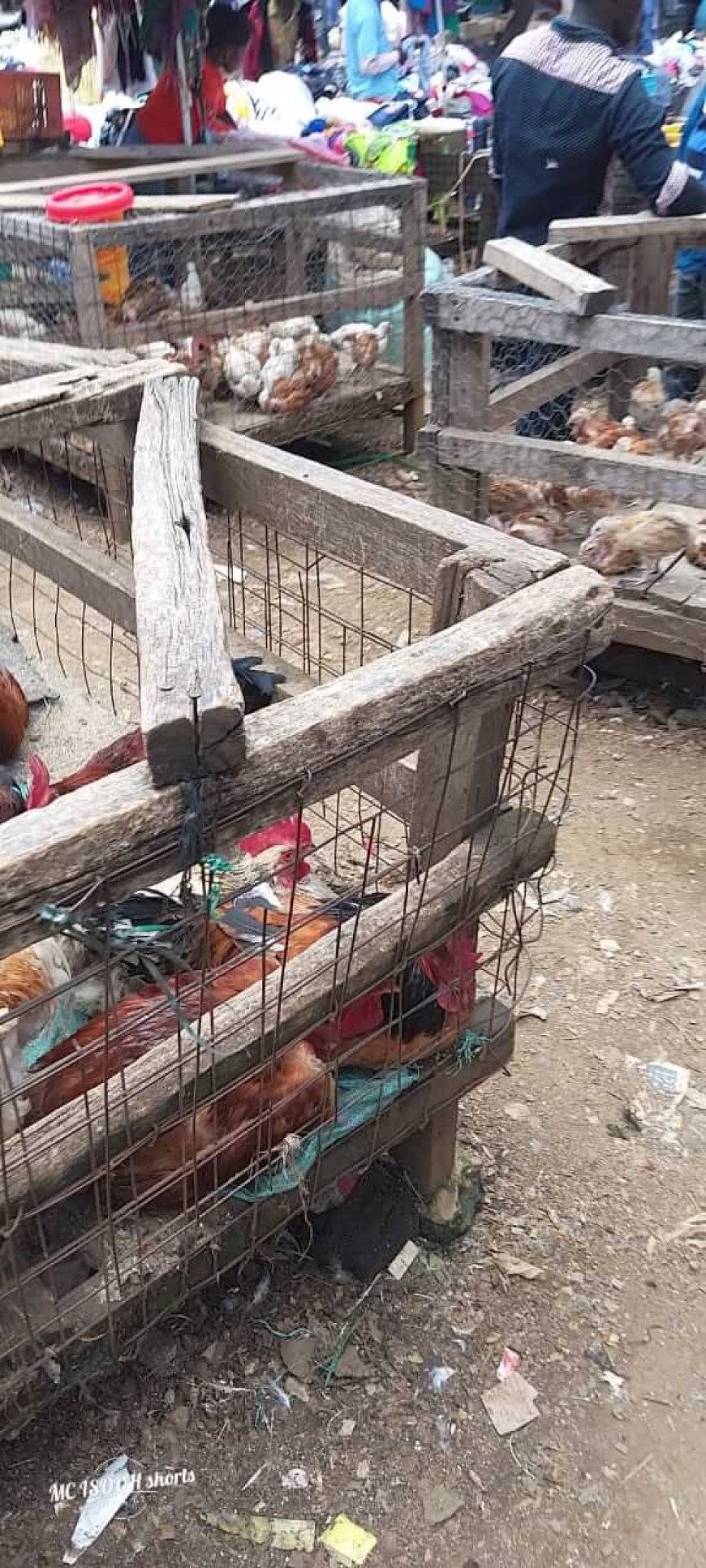 Chicken business propel Maua town's poultry industry to new heights