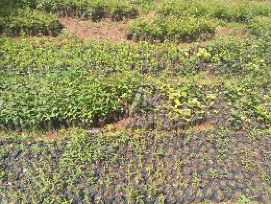 Self Help Group Spearheads greening the country with 1 million seedlings