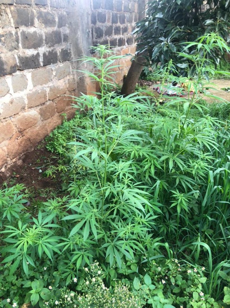 Police burst bhang planted in Mairo-inya; one suspect arrested