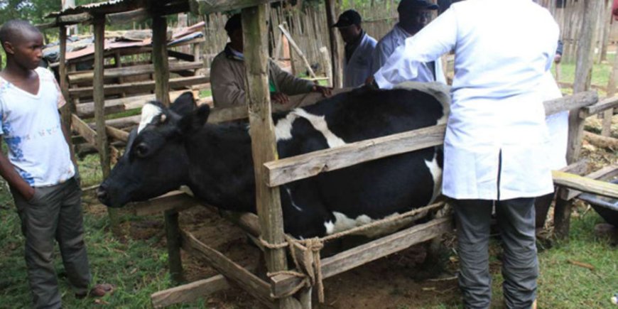 Kiambu livestock Farmers get free artificial insemination services