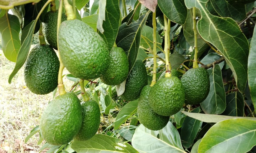 Nakuru County invests more on sustainable avocado farming