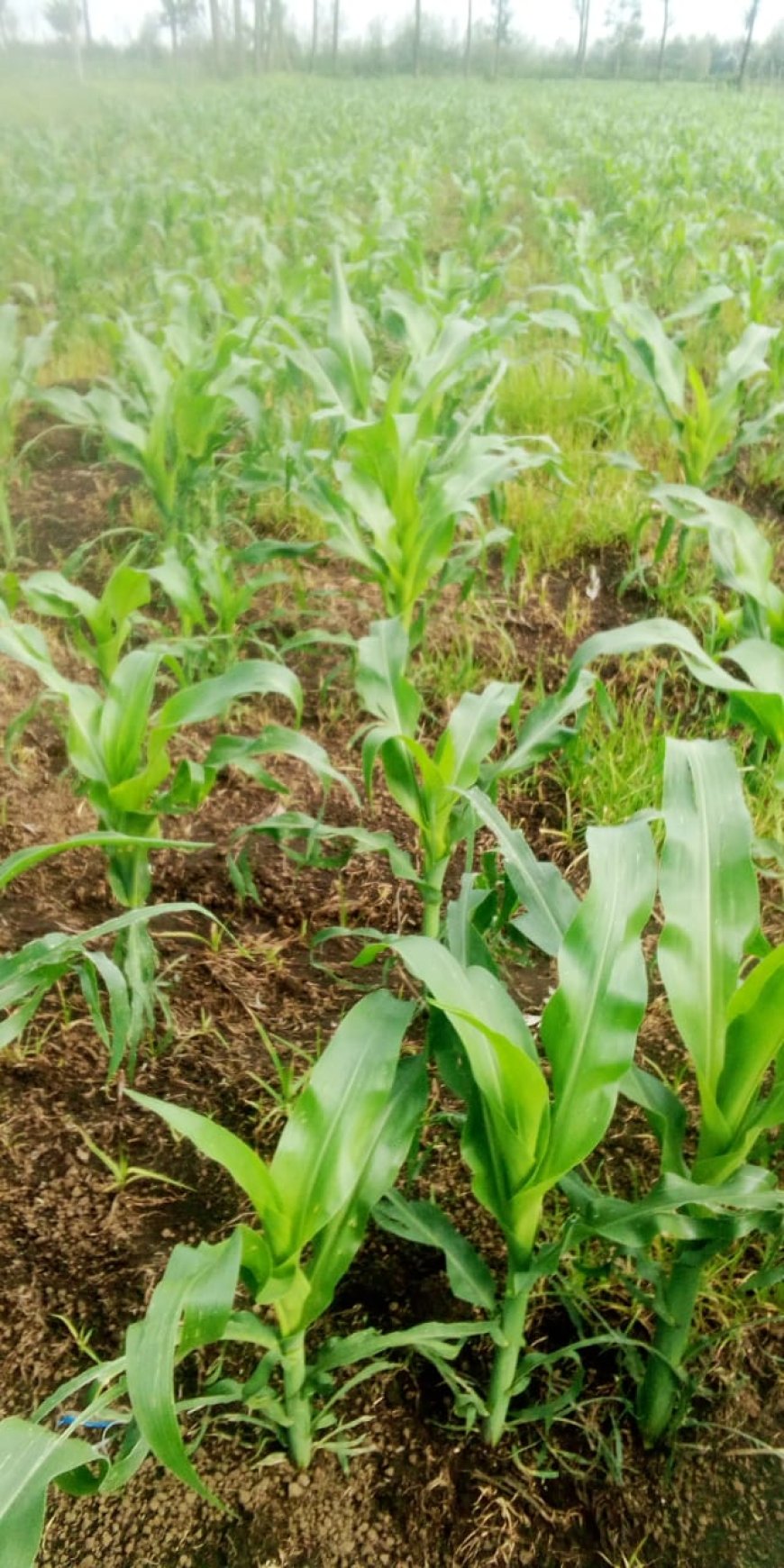 Change school diet from maize, beans