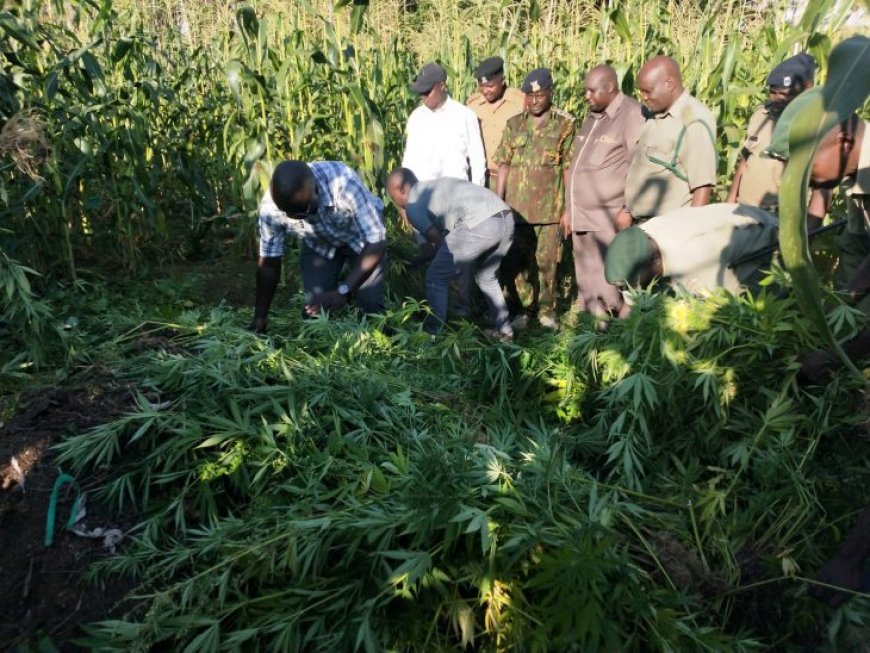 Security officers uproot bhang cultivated in the outskirts of Siaya town