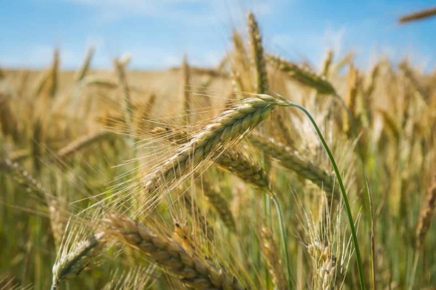 Mt Kenya agricultural show kicks off in Nanyuki as 80 exhibitors showcase their products