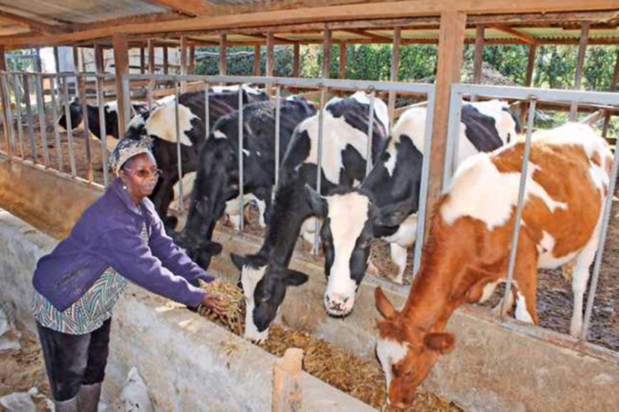 Farmers receive 60 heifers to boost milk production and empower them financially