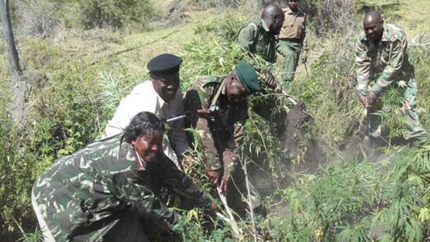 Authorities find and destroy bhang plants in Nanyuki.