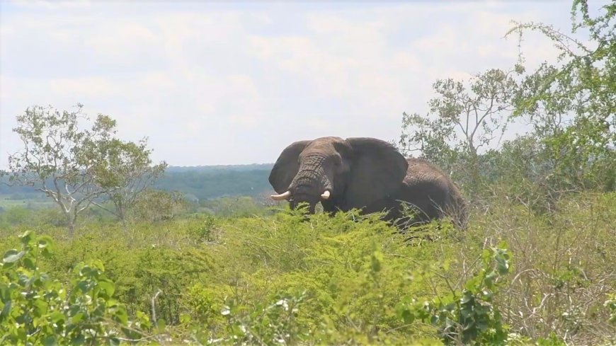 Over 500 stray elephants paralyse learning in Ganze