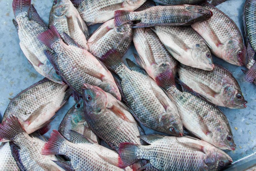 Nakuru residents warned against Consuming Fish from Lake