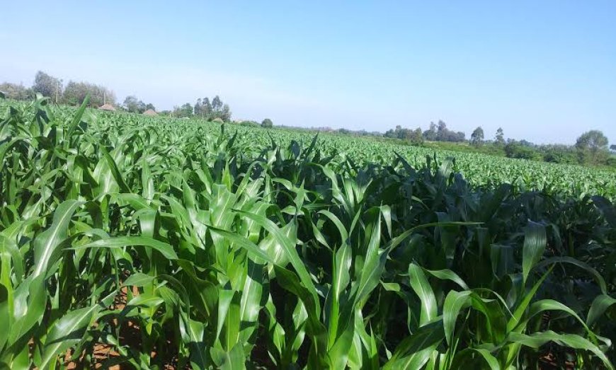 Uasin Gishu farmers anticipate Robust Harvest