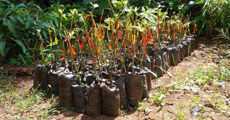 Kiambu Schools receive tree seedlings