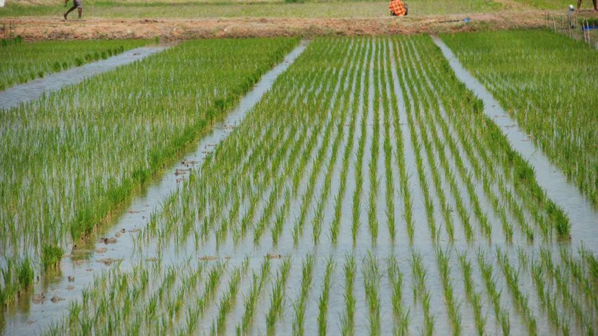 Farmers to benefit from new pump to boost rice production in Kano