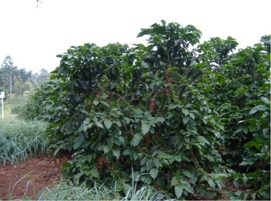 Abandoning coffee farming for booming real estate worrying