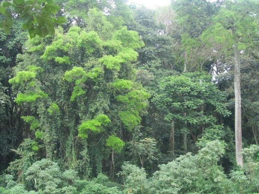 Efforts to Restore Kakamega Forest Canopy get Boost