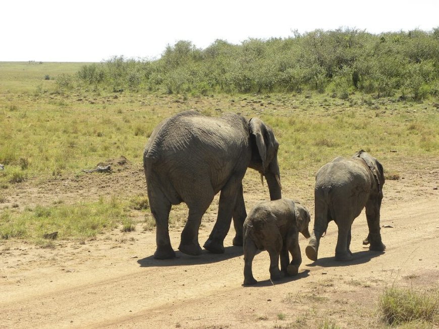 Wildlife population increase at the Mara