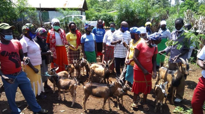 27 Farmers Groups Benefit from 136 Dairy Goats in Marakwet East Sub County