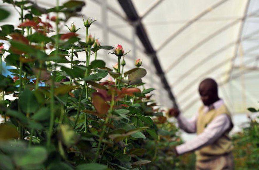 Horticulture, a key driver for growth as direct cargo flight between Kenya and Israel is launched