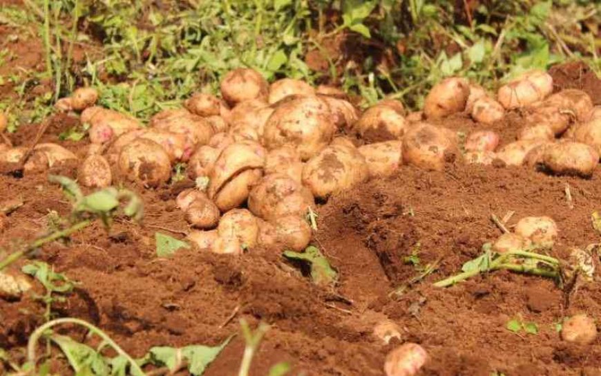 Potato Seeds for Kapsowar Farmers to Boost Agricultural Production