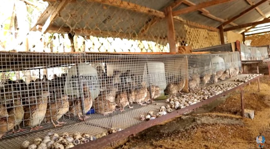 Vihiga young entrepreneur ventures into the unexploited quails keeping