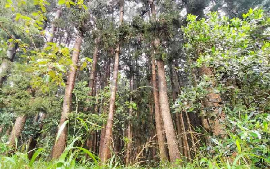 Set up tree nurseries in your office compounds, County Commissioner tells Kwale Chiefs