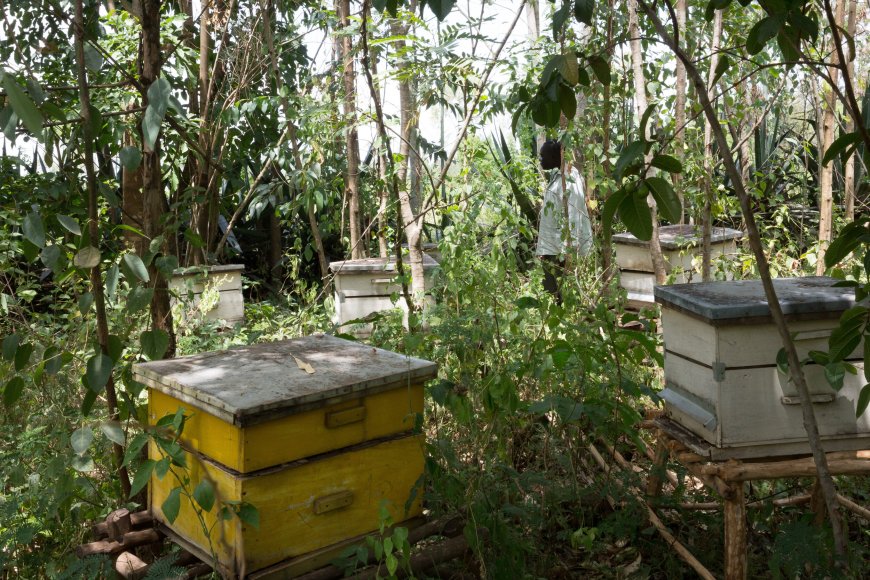 Bee-Keeping Paying-off for Vihiga farmer